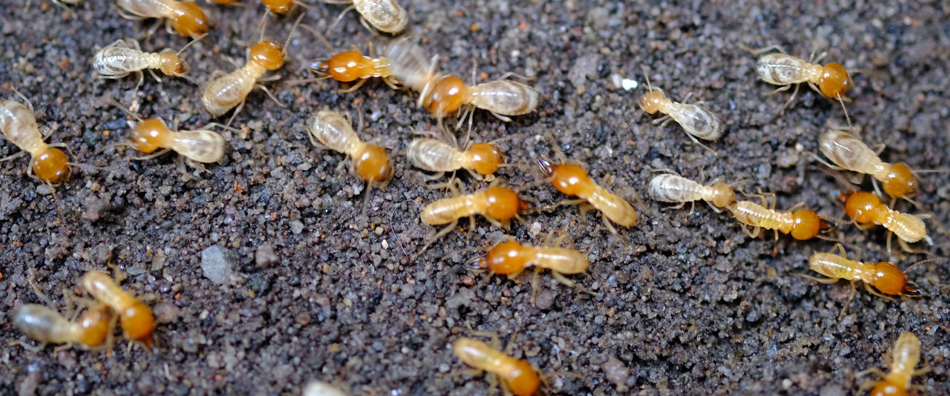 termites
