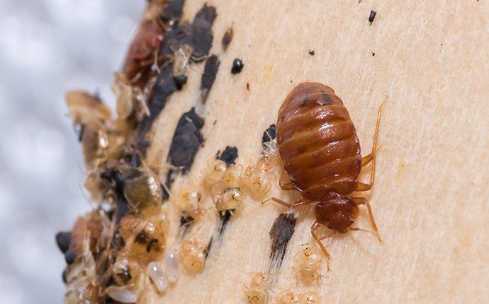 Redondo Beach bed bug crawling on box spring with larvae