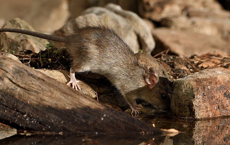 little rat looking for food 2 1