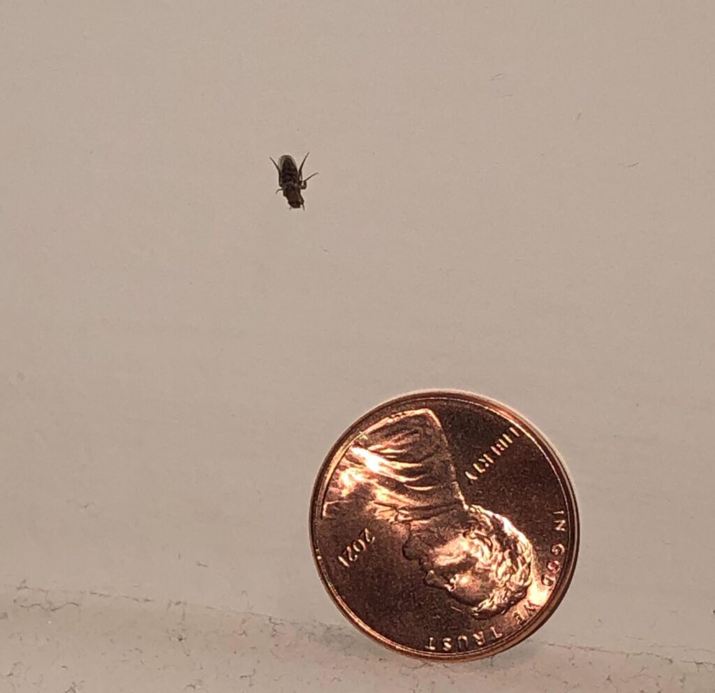 Baby cockroach next to penny for size comparison