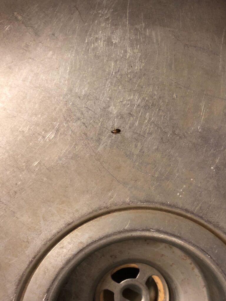 baby cockroach next to kitchen sink drain