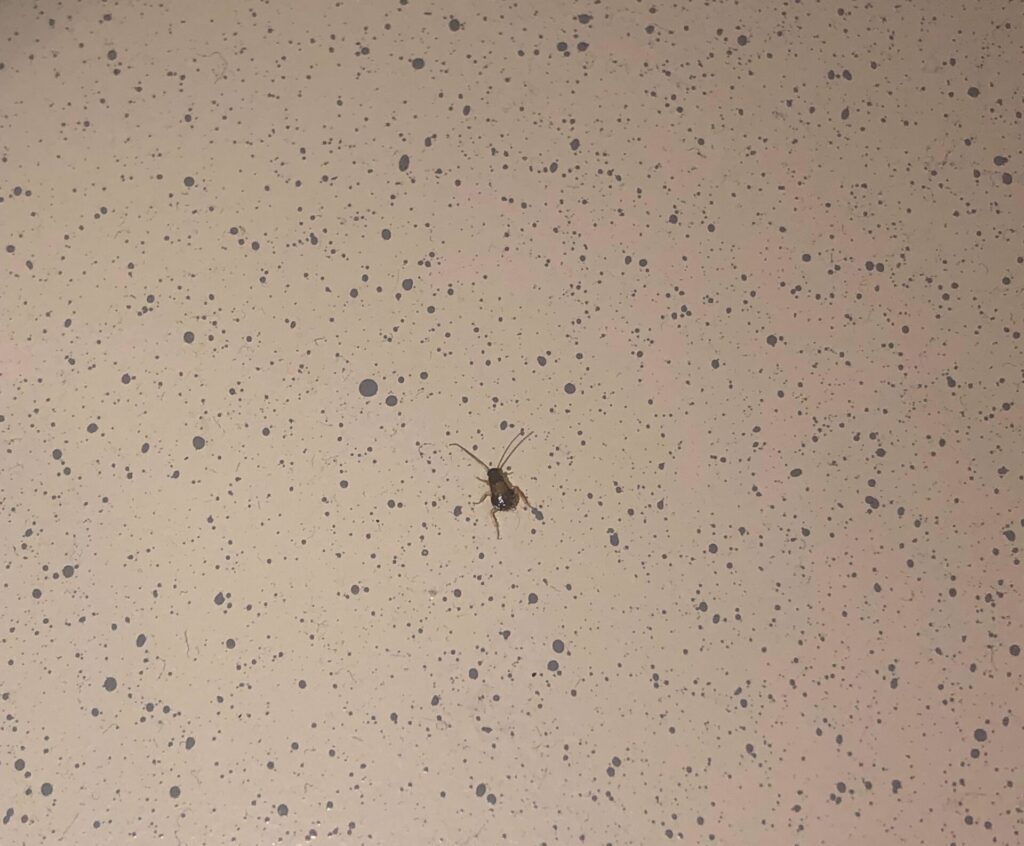 Baby Cockroach on kitchen counter