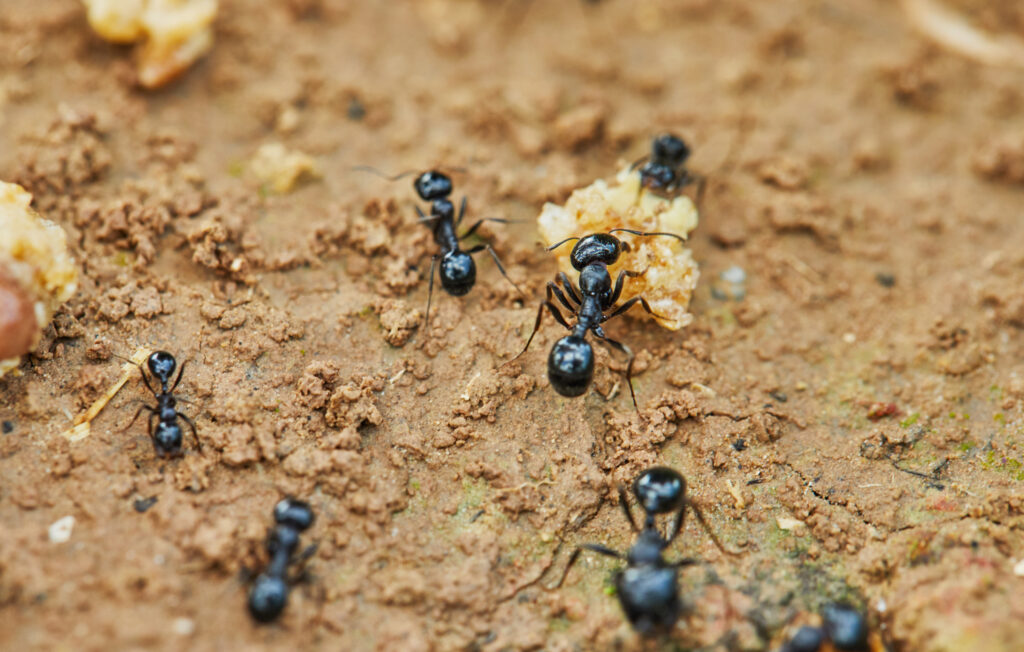 Ants around prey are trying to drag into their home, closeup.