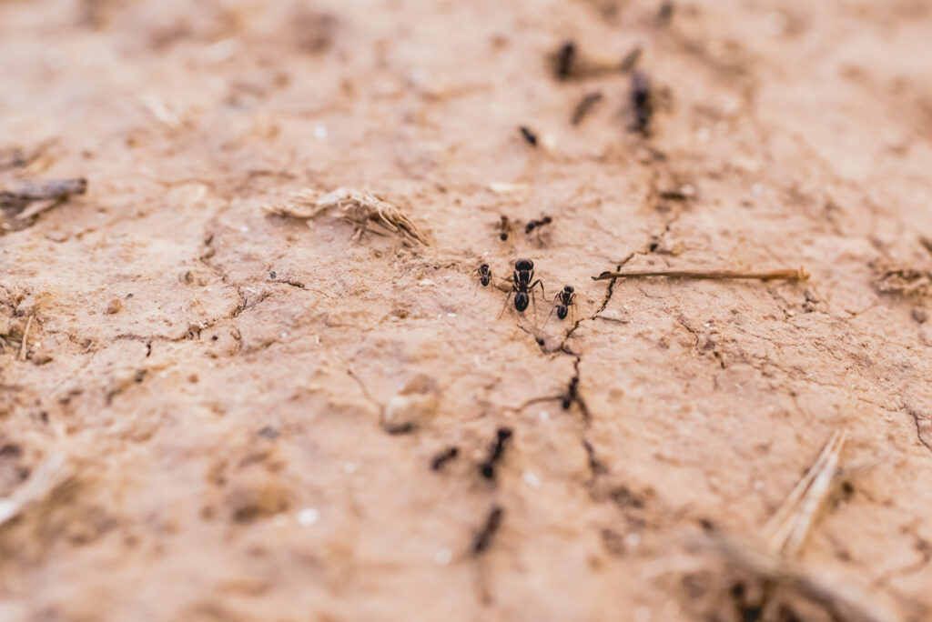 Ants in a row walking looking for food.