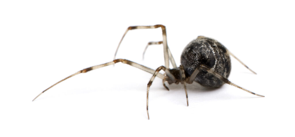 Common house spider - Achaearanea tepidariorum in front of a white background