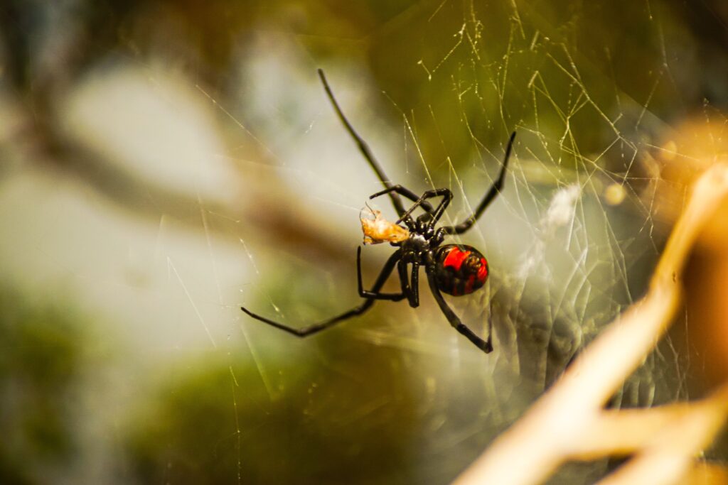 A closeup of a southern black widow on a spider silk