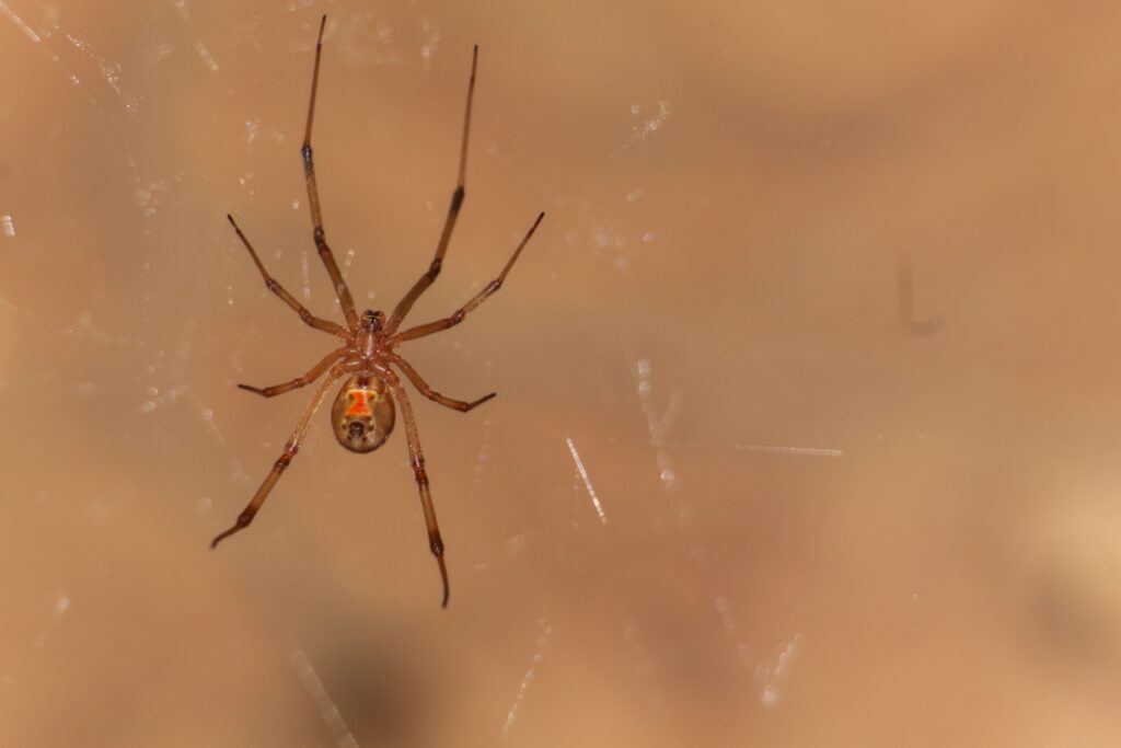 A closeup shot of a brown widow spider