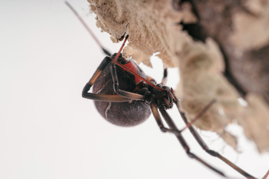 closeup shot of brown widow spider 2023 11 27 05 17 37 utc 2