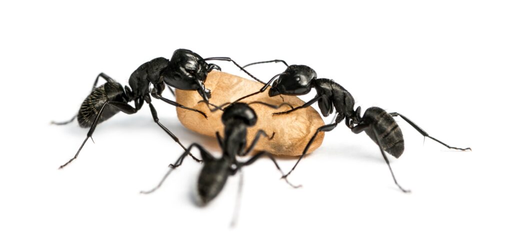 carpenter ant