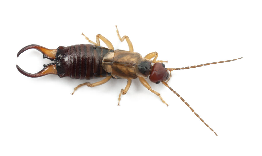 common earwig or european earwig forficula auricu 2024 09 26 21 46 40 utc