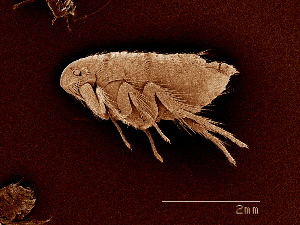 Battling Summer Pests in July and August: Tips for Homeowners a flea siphonaptera sem 2024 11 03 04 01 09 utc